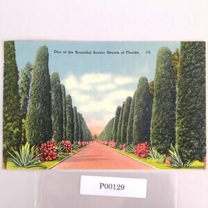 Vintage Florida Linen Postcard Australian Pine Tree Lined Street 1951 Tropical
